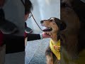 When healing comes with a wagging tail