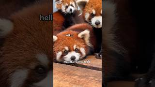 Red Pandas: Cute and Fluffy Creatures 🐼🧡 #shorts #animalshorts #cuteanimals