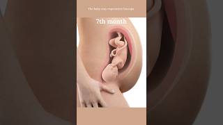 Pregnancy Transformation ? Fetus In Womb Time Lapse❤? shorts fetus augdailyshorts