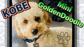 Our Mini GoldenDoodle Puppy 1st Day Home