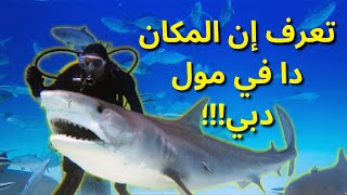 جولة مختلفة في دبي مول | The Dubai Aquarium & Underwater Zoo