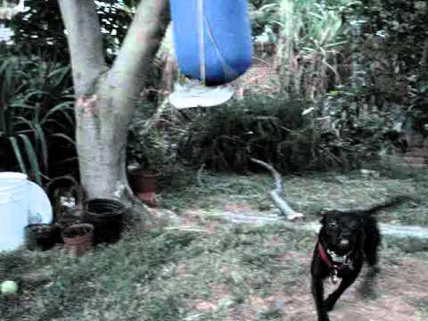 how to a to bite on command blackie learning to bite bite command how to a to bite on command blackie learning to bite bite command