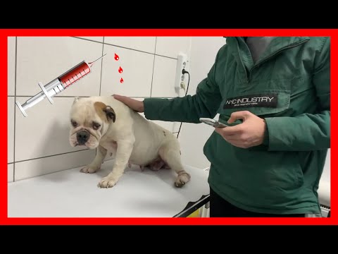Video: Inflamarea Creierului și A Măduvei Spinării (meningoencefalomielită, Eozinofilă) La Câini