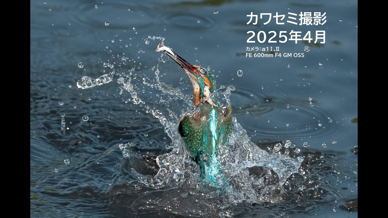 近所の野鳥撮影　2025年4月