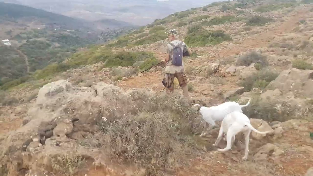 caza de perdiz 2022 partridge hunting