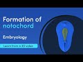 Notochord formation  best 3d medical learning app  medimagic