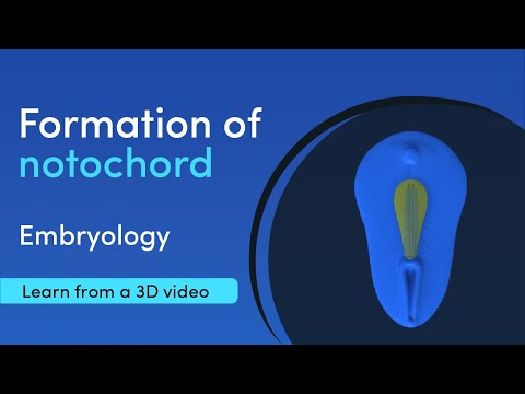 Notochord Formation | Best 3D Medical learning App | MediMagic
