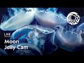 Live moon jelly cam  monterey bay aquarium