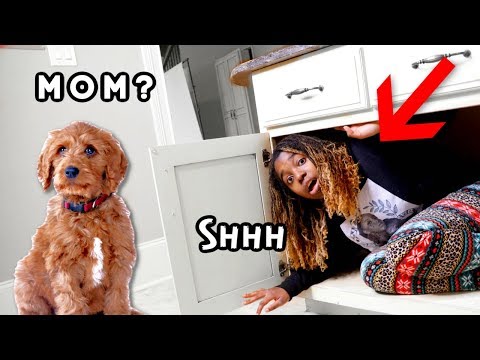 hide-and-seek-challenge-with-my-dog-for-the-first-time!