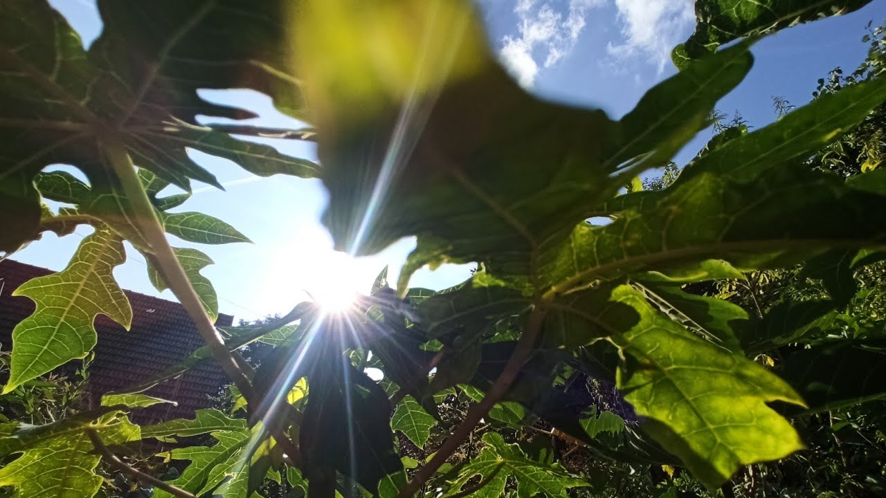 Papaya bei wechselhaftem Wetter: So reagiert die Pflanze