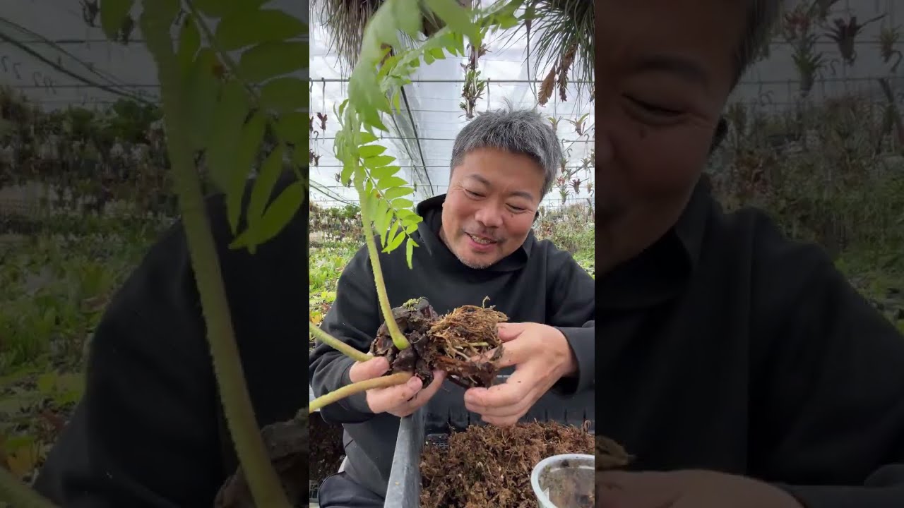 植え替え