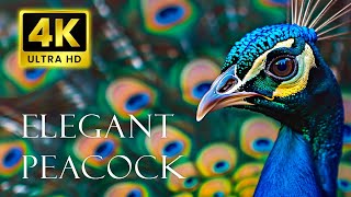 Peacock 4K UHD - 4K Video HD - Paradise of Colorful Animals by Nature Animals Film 3,149 views 2 weeks ago 3 hours, 26 minutes