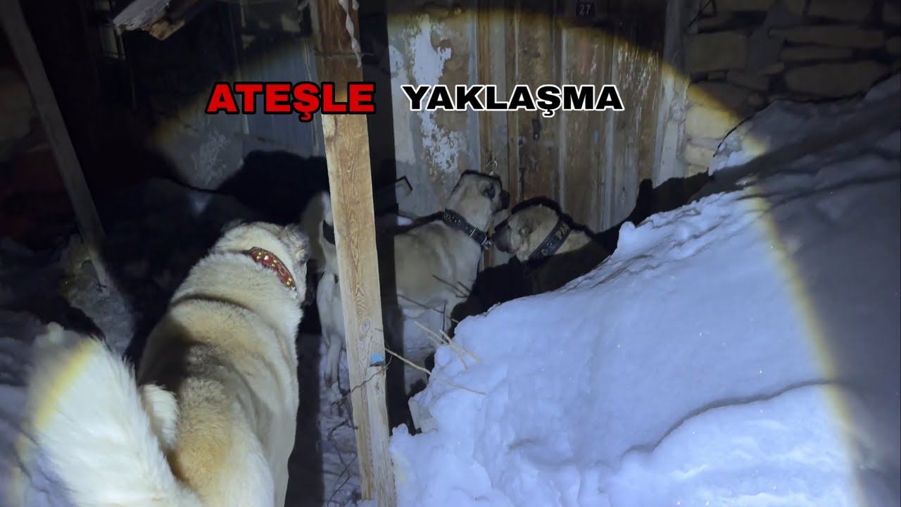 BU ORTAMA SAKIN YAKLAŞMA ! AZAP PAŞADAN SES ALDI ORTAM AŞIRI GERGİN