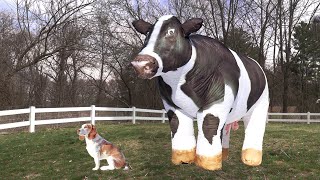 Dog Surprised by Giant Cow: Cute Dog Indie vs Cows by Maymo 921,713 views 2 months ago 2 minutes, 51 seconds