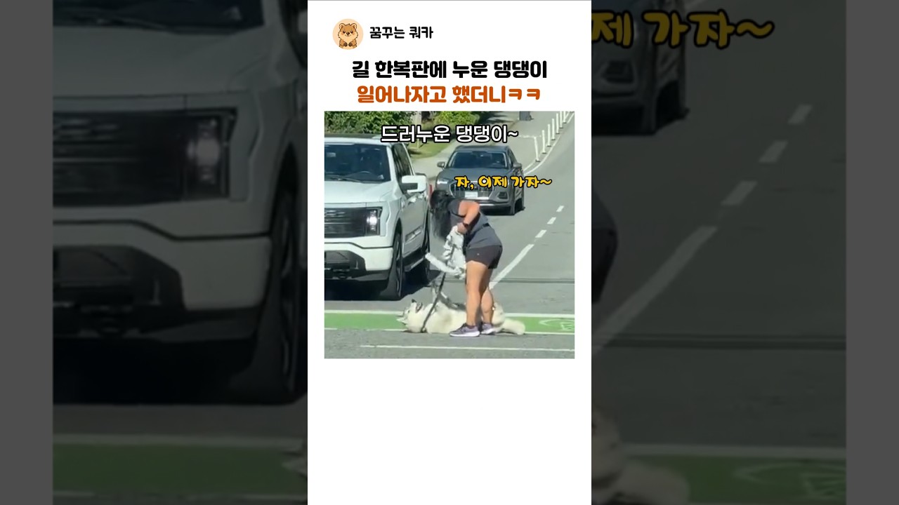 길 한복판에 드러누운 댕댕이 ㅋㅋ