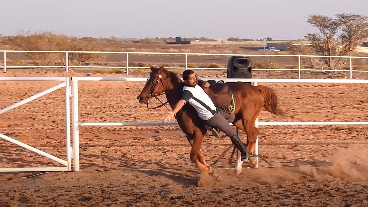 رياضة الخيل التقليدية بولاية المضيبي