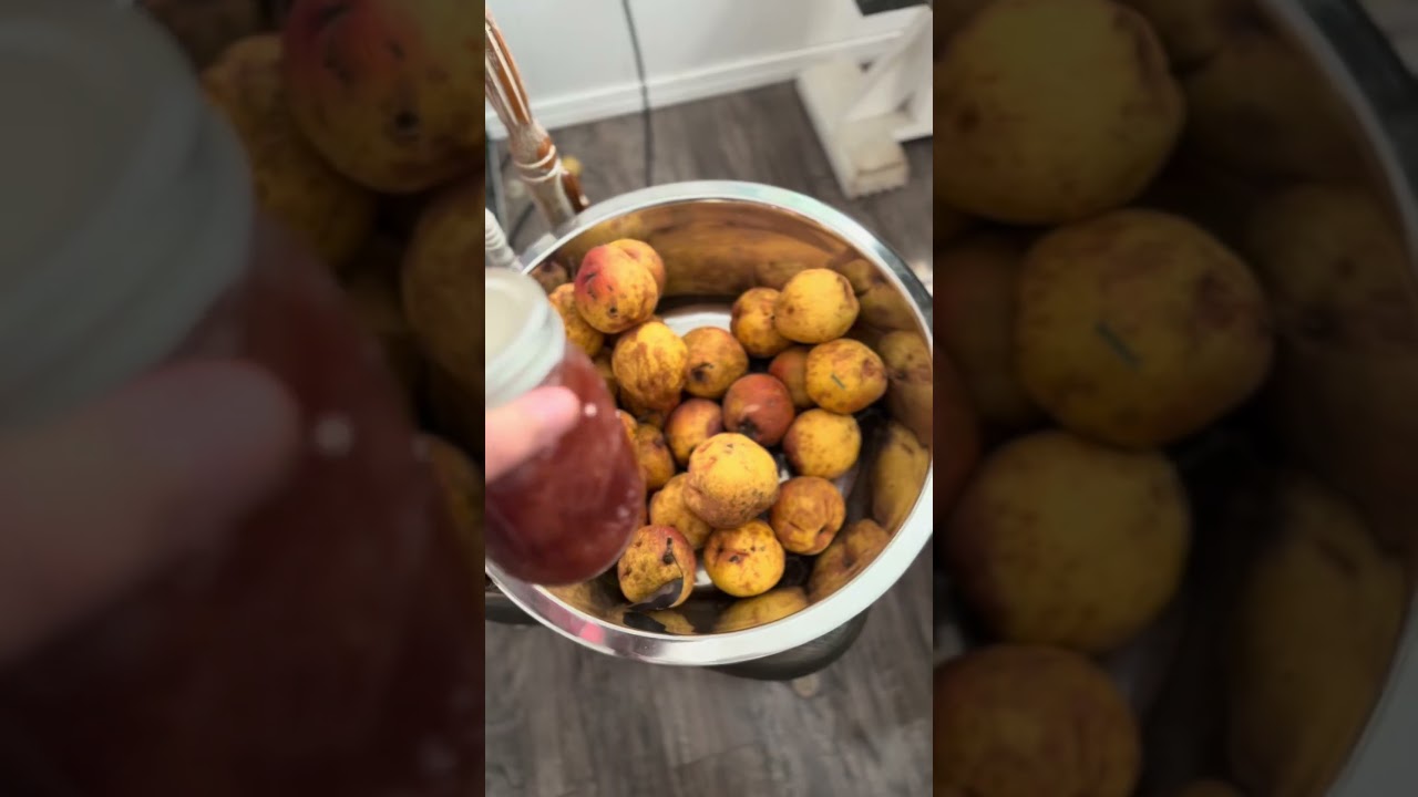 Pear Picking & Preserving 