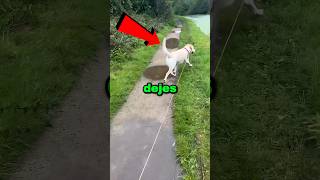 Nunca dejes que tu perro vea agua 😱😳 #shorts