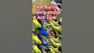 🔴‼️Pikat Burung kecil paling ampuh & anti zonk terbukti 1000% #sogon #sogongacorngobra #burung ‼️🔴