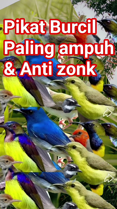 🔴‼️Pikat Burung kecil paling ampuh & anti zonk terbukti 1000% #sogon #sogongacorngobra #burung ‼️🔴