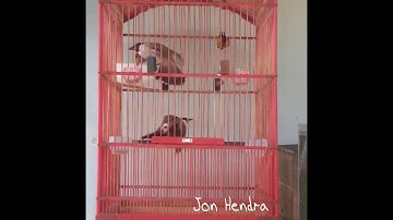 Kutilang Kawin Dalam Sangkar Gantung #breeding #bird #ternak