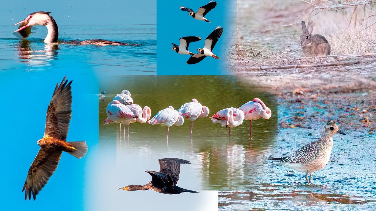 Birdwatching  Oasi WWF Vasche di Maccarese 4K