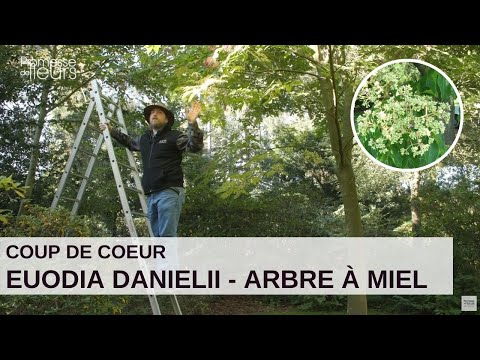 Vidéo: Tilleul : floraison et caractéristiques de l'arbre à miel