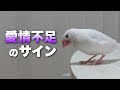 【愛情不足】愛に飢えた文鳥がする３つのサイン