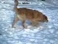 Ретривер бегает по снегу