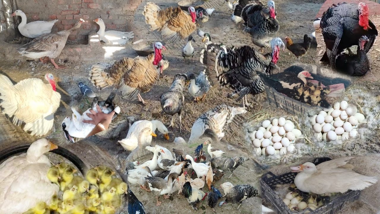 بعد ما غبت عن الوز الفرنسي طلعت علي السطح اتصدمت من المفاجأة رزق ربنا عليا من الوز و الرومي مفاجأة 😮