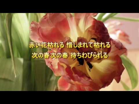 愛される花 愛されぬ花 中島みゆき 【cover】 - YouTube