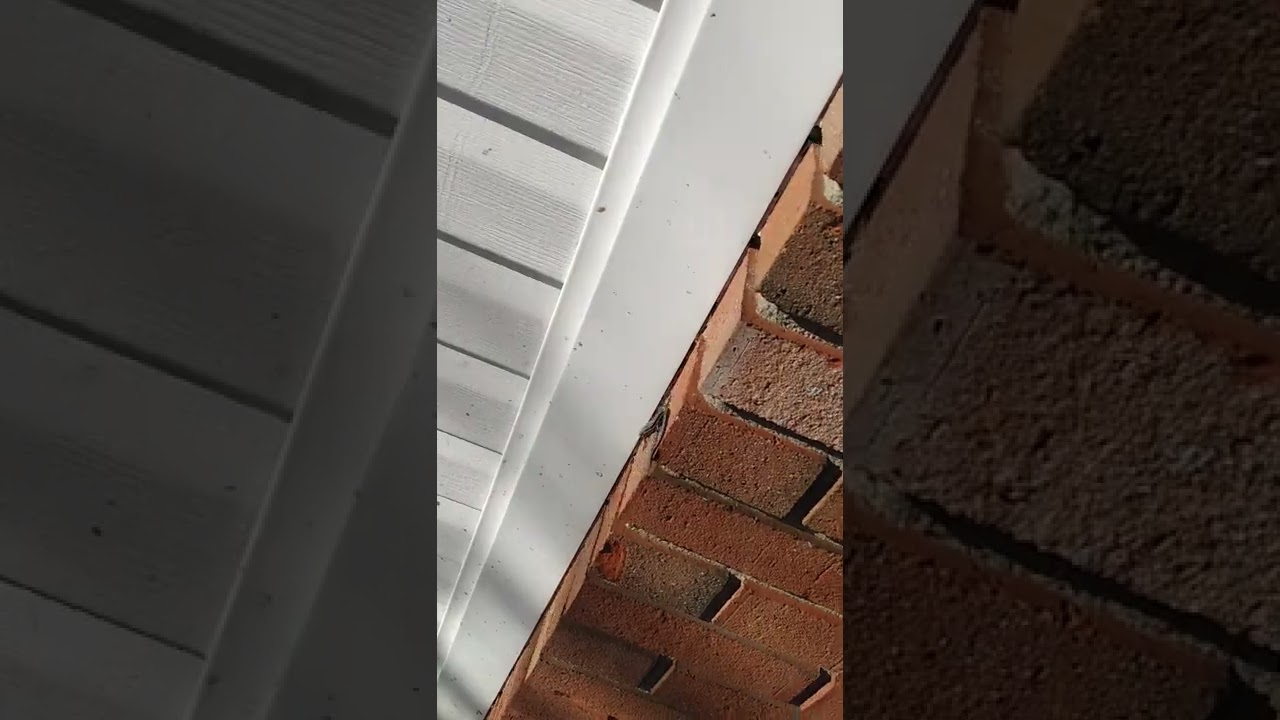 Blue tail lizard enjoying the sun