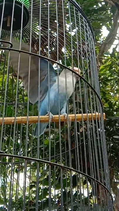 Suara Lovebird betina memanggil Jantan #short #shorts #shortvideo #birds #lovebirds #lovebird #fypp