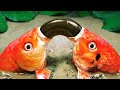 Stop Motion ASMR - Best Unbelievable Hunting Eels Koi Fish Movement Experiment Unusual Primitive