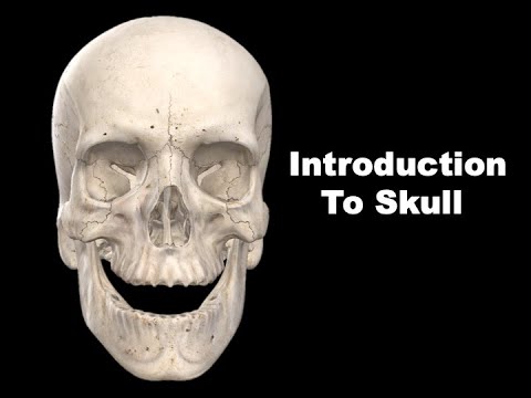 Skull Introduction | The study of skull bones, joints of the skull