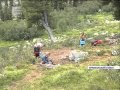 Бурые медведи в природном парке Ергаки стали чаще грабить туристов
