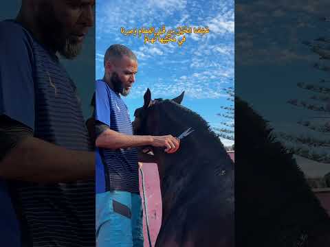 ع ش قنا الخ ي ل م ن ق بل الف طام و ص رنا في م ح ب ت ها ن هـام اصايل الخيل فرس جمال الخيل 
