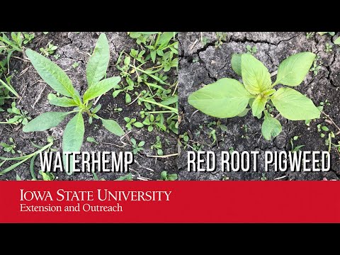 شناسه هرز: Pigweed VS. کنف آبی (گونه تاج خروس)