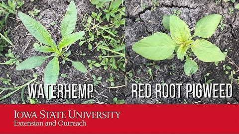 Weed ID:  Pigweed VS. Waterhemp (Amaranthus species)