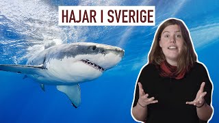 Finns det haj i svenska vatten?
