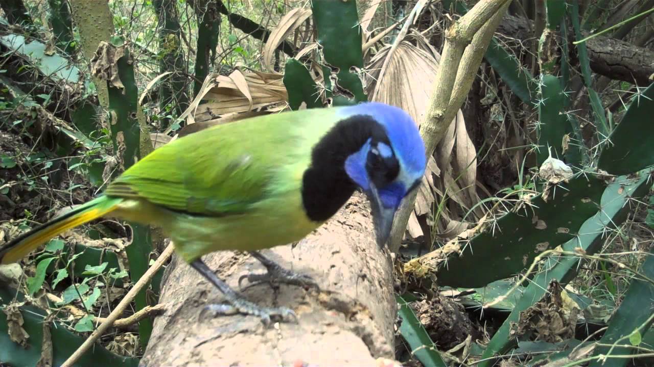 Green Jays