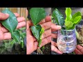 Meilleure mthode de propagation des citronniers  partir de boutures de feuilles