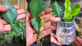 Лучший способ размножения лимонных деревьев листовыми черенками