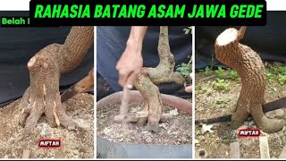 RAHASIA BATANG ASAM JAWA GEDE 🔥