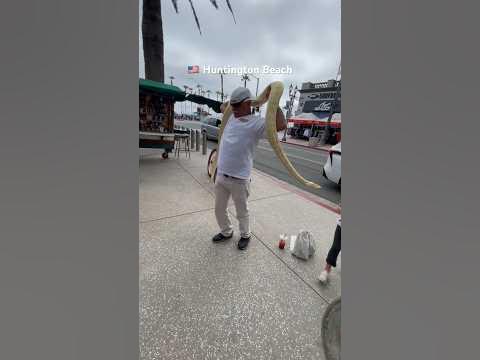 🐍11 Foot Python. Huntington Beach California. #python #california # ...