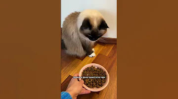 Болит ли голова у кошек?