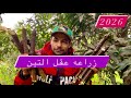 أسرار نجاح العقلة من الزراعة حتى تكوين الجذور والنمو الخضري 🧑🌾🌿