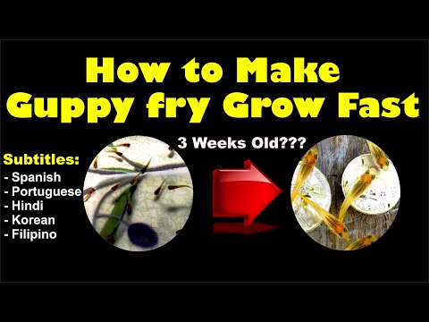 Video: Wie Man Guppy-Frys Verpflanzt?