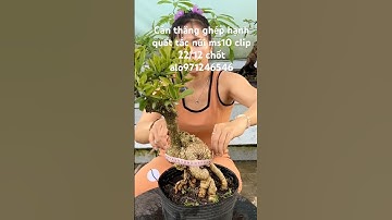 Cần thăng ghép hạnh quất tắc núi giao lưu toàn quốc