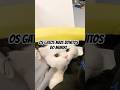 OS GATOS MAIS BONITOS DO MUNDO #mundo #gato #curiosidades  #animais #gatos